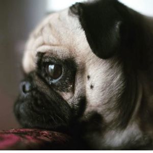 Meet your Posher, Domenico